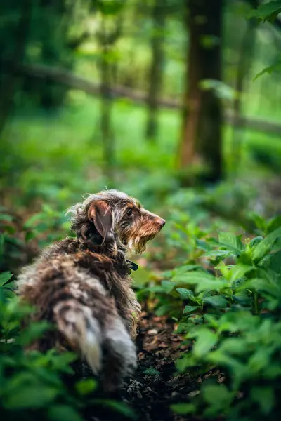 Ormanda akşam güneşinde küçük bir köpek.