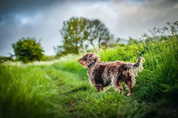 Tarladaki uzun otların arasında küçük bir köpek..
