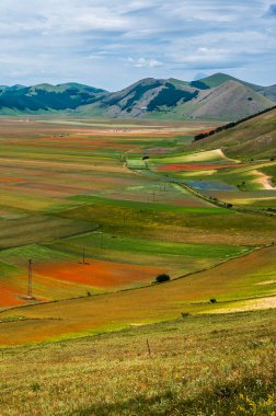 Castelluccio di Norcia Platosu 'nun çiçekleri, Ulusal Park Sibillini Dağları, İtalya