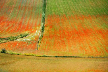 Castelluccio di Norcia Platosu 'nun çiçekleri, Ulusal Park Sibillini Dağları, İtalya