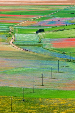 Castelluccio di Norcia Platosu 'nun çiçekleri, Ulusal Park Sibillini Dağları, İtalya