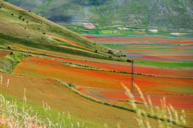 Castelluccio di Norcia Platosu 'nun çiçekleri, Ulusal Park Sibillini Dağları, İtalya