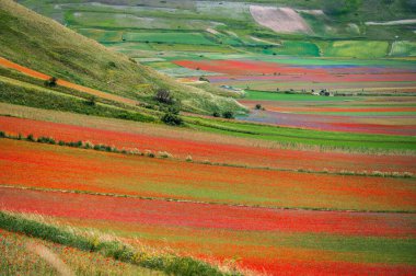 Castelluccio di Norcia Platosu 'nun çiçekleri, Ulusal Park Sibillini Dağları, İtalya