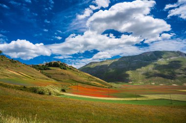 Castelluccio di Norcia Platosu 'nun çiçekleri, Ulusal Park Sibillini Dağları, İtalya