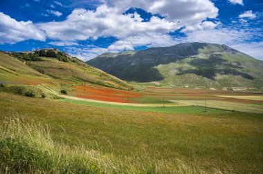Castelluccio di Norcia Platosu 'nun çiçekleri, Ulusal Park Sibillini Dağları, İtalya