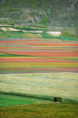 Castelluccio di Norcia Platosu 'nun çiçekleri, Ulusal Park Sibillini Dağları, İtalya