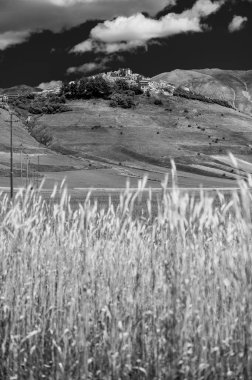 Castelluccio di Norcia platosunun çiçekli siyah beyaz fotoğrafı, ulusal park Sibillini dağları, İtalya 