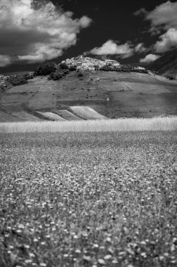 Castelluccio di Norcia platosunun çiçekli siyah beyaz fotoğrafı, ulusal park Sibillini dağları, İtalya 