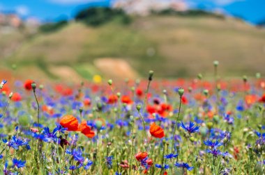 Castelluccio di Norcia Platosu 'nun çiçekleri, Ulusal Park Sibillini Dağları, İtalya