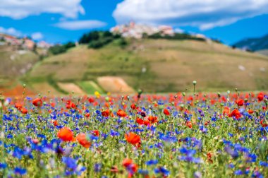 Castelluccio di Norcia Platosu 'nun çiçekleri, Ulusal Park Sibillini Dağları, İtalya