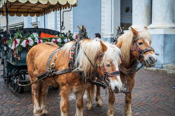 Włochy Brunico Stycznia 2022 Świąteczny Wózek Końmi Ulicy Miejskiej Czasie — Zdjęcie stockowe