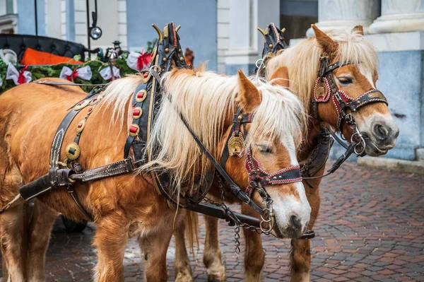 Italië Brunico Januari 2022 Feestelijke Kar Met Paarden Straat Tijdens — Stockfoto
