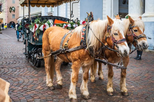 Włochy Brunico Stycznia 2022 Świąteczny Wózek Końmi Ulicy Miejskiej Czasie — Zdjęcie stockowe