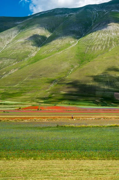 stock image Flowering of the Castelluccio di Norcia plateau, national park Sibillini mountains, Italy