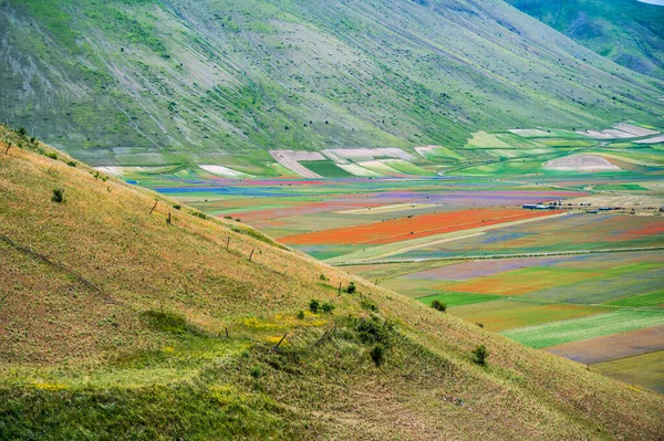 Blütezeit Des Castelluccio Norcia Plateaus Nationalpark Sibillini Berge Italien — Stockfoto