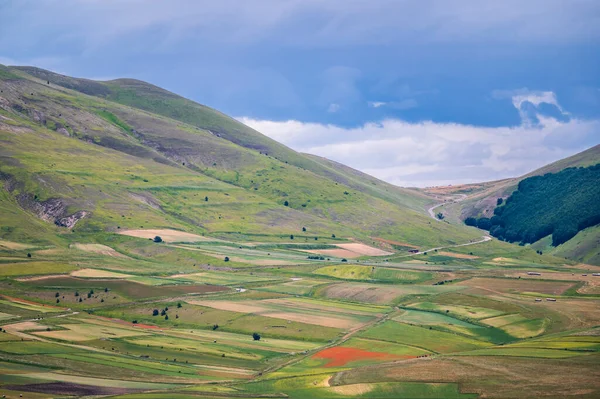 Bloei Van Het Castelluccio Norcia Plateau Nationaal Park Sibillini Bergen — Stockfoto