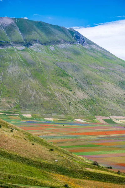 Bloei Van Het Castelluccio Norcia Plateau Nationaal Park Sibillini Bergen — Stockfoto