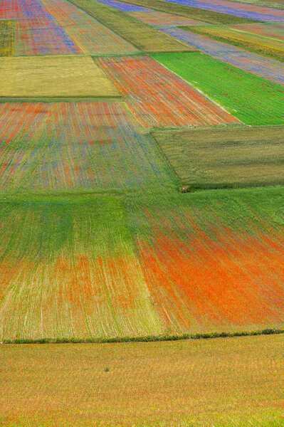 Flowering of the Castelluccio di Norcia plateau, national park Sibillini mountains, Italy