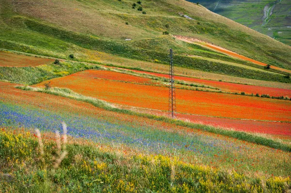 Florecimiento Meseta Castelluccio Norcia Parque Nacional Sibillini Italia —  Fotos de Stock