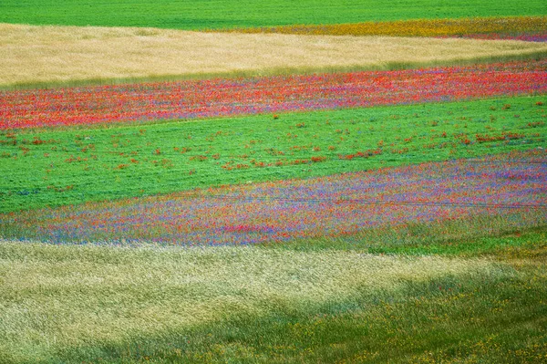 Floração Planalto Castelluccio Norcia Parque Nacional Sibillini Itália — Fotografia de Stock