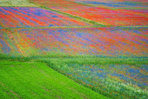 Flowering Castelluccio Norcia Plateau National Park Sibillini Mountains Italy — Stock Photo, Image