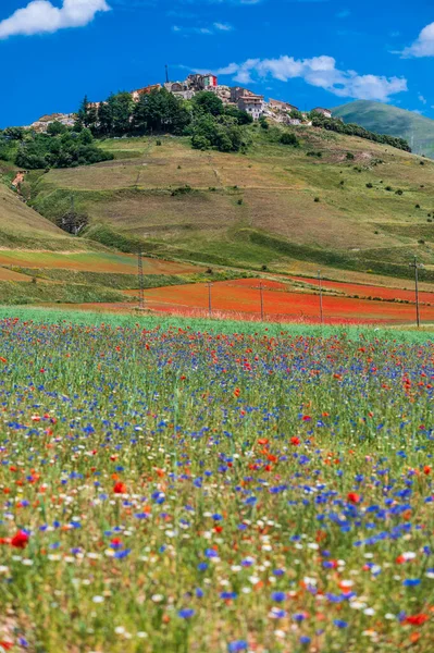 Květina Náhorní Plošiny Castelluccio Norcia Národní Park Sibillini Itálie — Stock fotografie