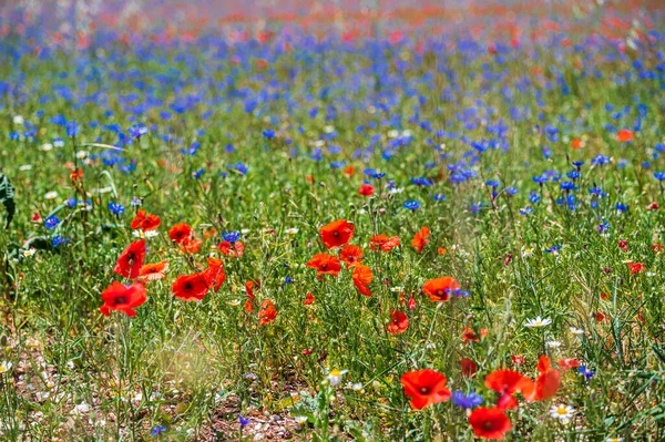 Beautiful Colorful Blooming Wildflowers — Stock Photo, Image
