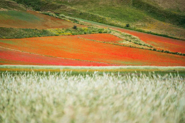 Kwitnienie Płaskowyżu Castelluccio Norcia Park Narodowy Sibillini Włochy — Zdjęcie stockowe