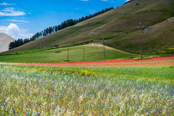Květina Náhorní Plošiny Castelluccio Norcia Národní Park Sibillini Itálie — Stock fotografie