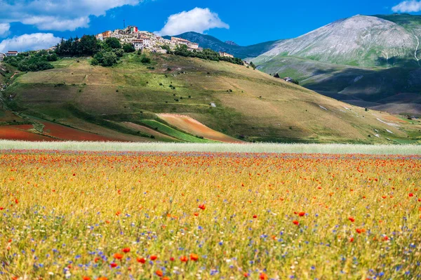Florecimiento Meseta Castelluccio Norcia Parque Nacional Sibillini Italia —  Fotos de Stock