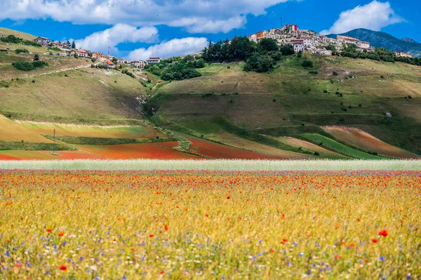 Kwitnienie Płaskowyżu Castelluccio Norcia Park Narodowy Sibillini Włochy — Zdjęcie stockowe