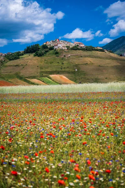 Ανθοφορία Του Οροπεδίου Castelluccio Norcia Εθνικό Πάρκο Sibillini Mountains Ιταλία — Φωτογραφία Αρχείου
