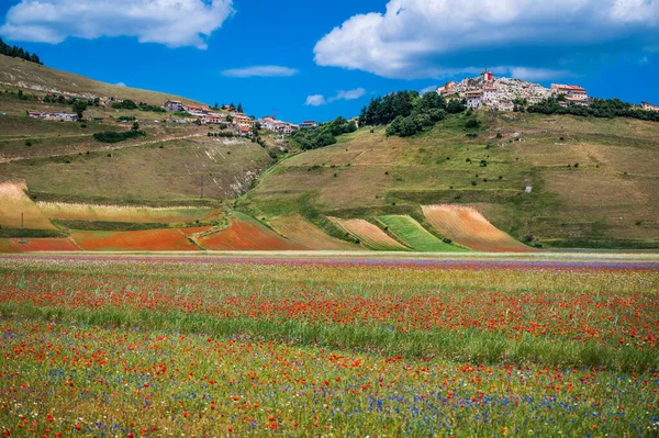 stock image Flowering of the Castelluccio di Norcia plateau, national park Sibillini mountains, Italy