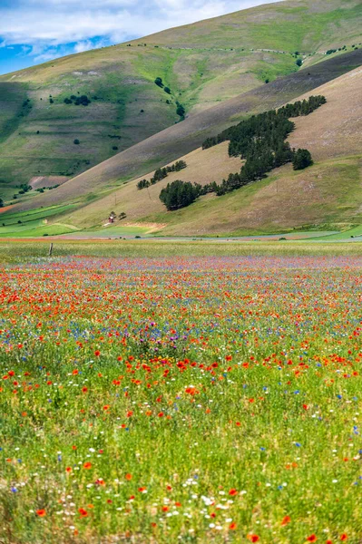 意大利Sibillini国家公园北卡斯特卢乔高原花卉 — 图库照片