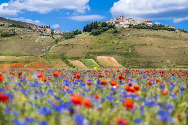 Blomning Castelluccio Norcia Platå Nationalpark Sibillini Berg Italien — Stockfoto