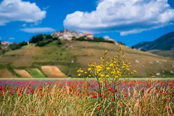 Castelluccio Norcia Fennsík Virágzása Sibillini Hegység Nemzeti Park Olaszország — Stock Fotó