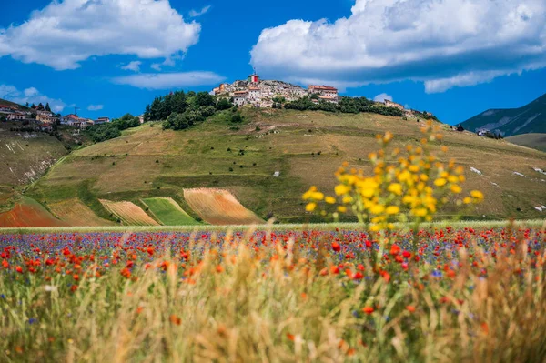 Castelluccio Norcia Fennsík Virágzása Sibillini Hegység Nemzeti Park Olaszország — Stock Fotó