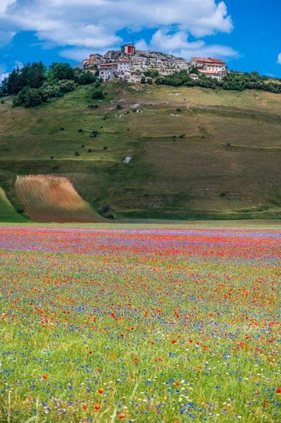 Ανθοφορία Του Οροπεδίου Castelluccio Norcia Εθνικό Πάρκο Sibillini Mountains Ιταλία — Φωτογραφία Αρχείου