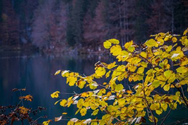Güz mevsiminde güzel Fusine Gölleri, Friuli Venezia Giulia bölgesi, İtalya