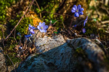 Güzel mor kır çiçekleri, yakın plan.