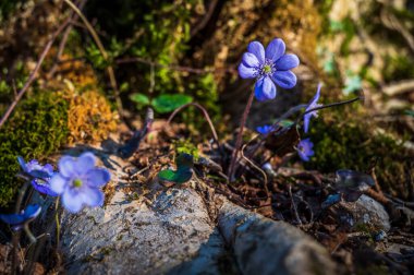 Güzel mor kır çiçekleri, yakın plan.
