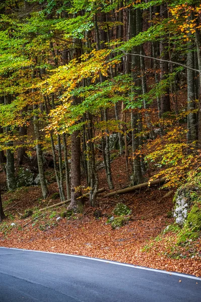 Sonbaharda dağlarda asfalt yol