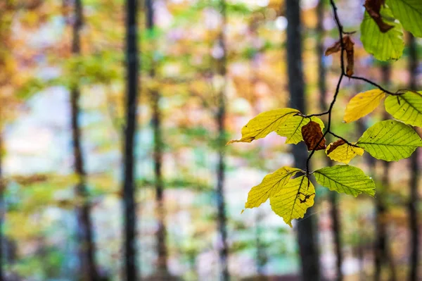 Krásné Podzimní Listí Lese — Stock fotografie