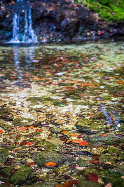 色彩鲜艳的秋叶在水中 — 图库照片