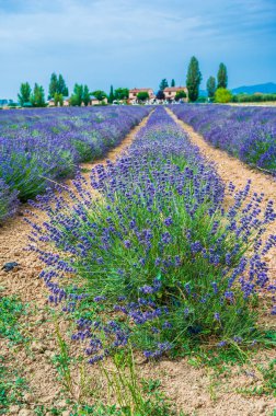 Assisi, İtalya 'da lavanta tarlası