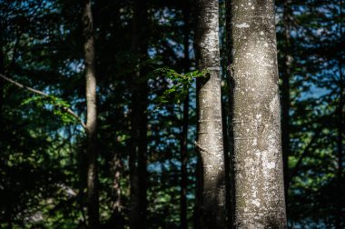 Sabah güzel bir orman 