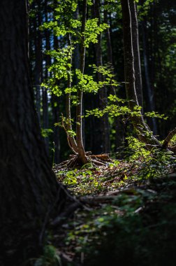 Sabah güzel bir orman 