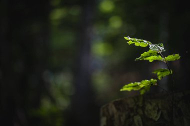 Ormanda yeşil yapraklar