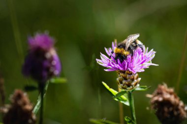 Bir çiçeğin üzerindeki arıyı yakından çek.