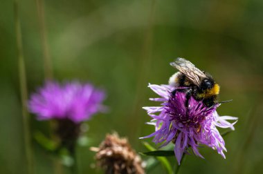 Bir çiçeğin üzerindeki arıyı yakından çek.